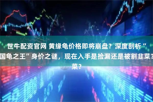 世牛配资官网 黄缘龟价格即将崩盘？深度剖析“国龟之王”身价之谜，现在入手是捡漏还是被割韭菜？